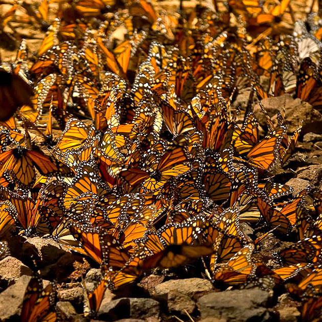 Visitar los Santuarios de las Mariposas Monarca – MICHOACÁN, MARAVILLAS NATURALES